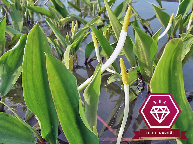 Goldkeule - Orontium aquaticum